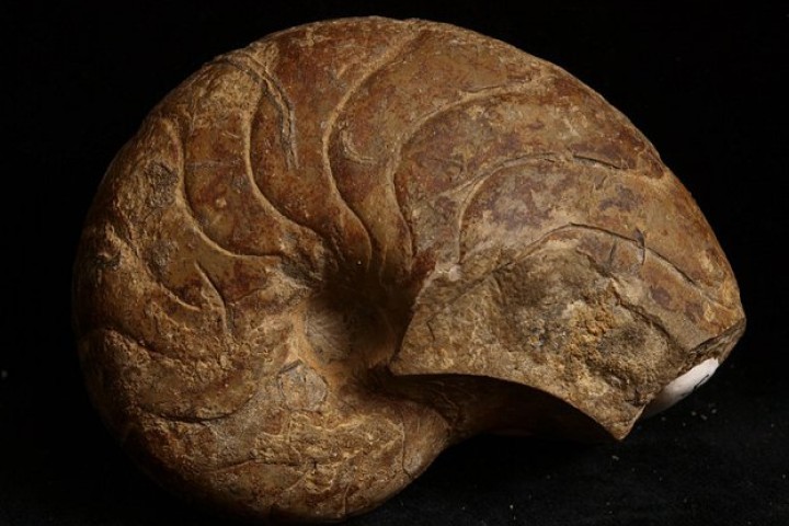 Fossilien WEB
