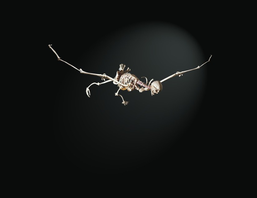 Vorstellung ihre Anatomie Hommage aC Toedlein von Hans Leinberger 1519 98 Kunststoff Stahl Kleber 310x50x110cm Galerie Hoffmann Senn Wien 0